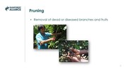 4.2 Pruning And Renovation Of Tree Crops