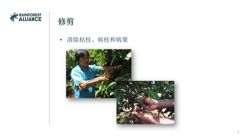 CN - 4.2 Pruning and Renovation of Tree Crops