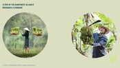 1.1 Scope of the Rainforest Alliance program and Standard