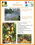 Cocoa handouts for Sierra Leone 